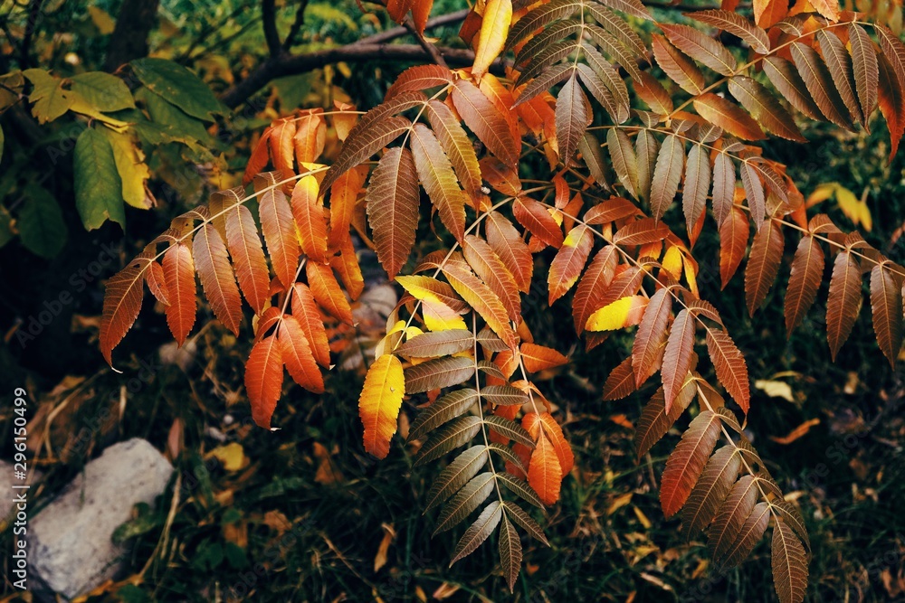 Obraz premium Autumn mood. Composition of red, yellow and green leaves of the tree. Art toning