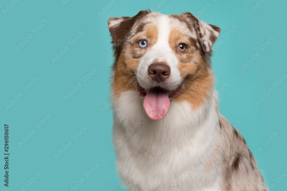 Portrait of a cute australian shepherd dog with tongue sticking out on a blue background Portrait of a cute australian shepherd dog with tongue sticking out on a blue background