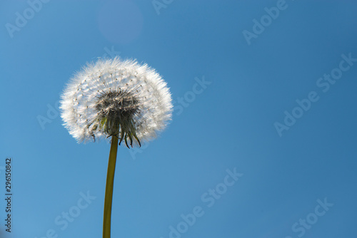 Dandelion blowball flower on a blue sky with copy space