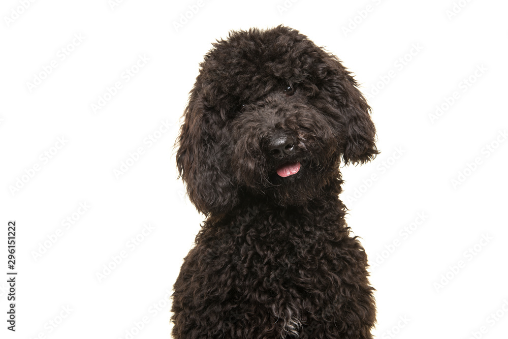 Portrait of a black labradoodle dog looking at the camera isolated on a white background Portrait of a black labradoodle dog looking at the camera isolated on a white background