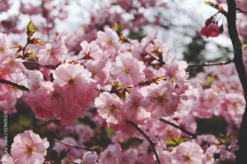 cherry blossom, kwitnąca wiśnia