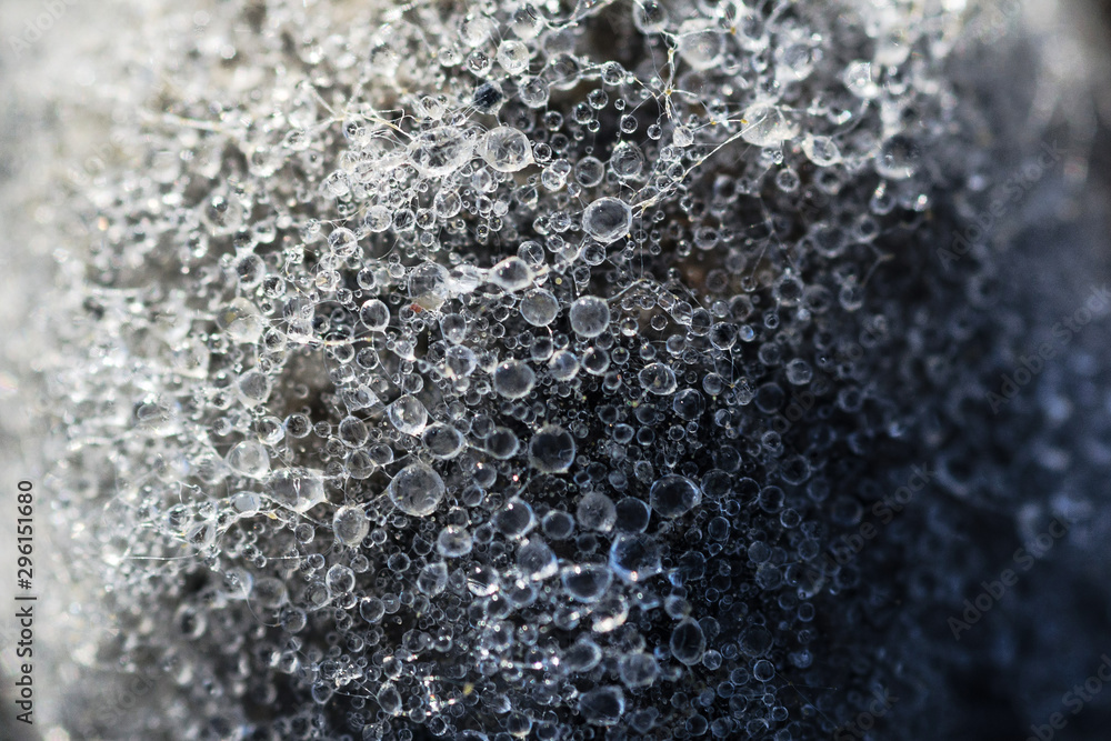 water drops on cocoon