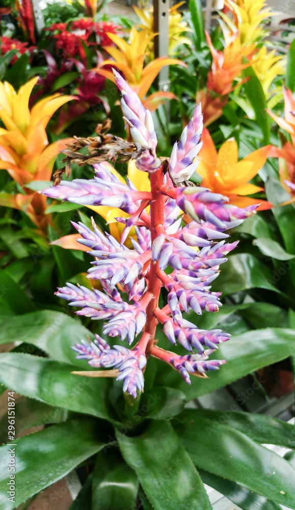 Obraz premium Green Aechmea plant and other houseplants in the garden shop. Croton on sale in the store.