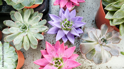 Pink, purple, green, violet succulents cactus for decoration. Beautiful interior object. Diversity of colorful succulents cactus in the pots. Cactus succulents on the market shelf. Closeup of cactus  photo