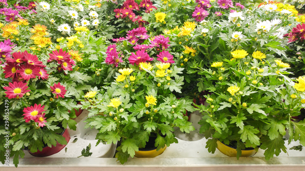 Yellow, white, purple, pink chrysanthemums - spring messengers standing in the pots on shelfs. Spring compositions in the flowers pot, at a market in the spring. Colorful flowers int the pot on a shel