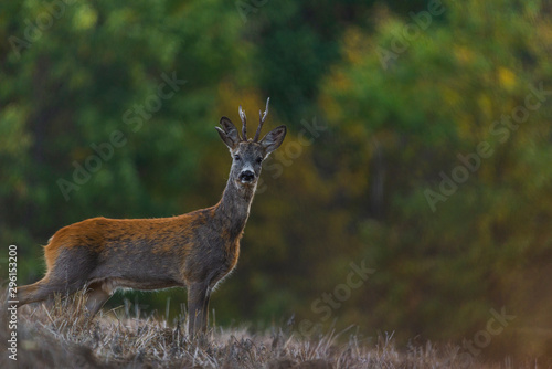 Roe deer standing in a field