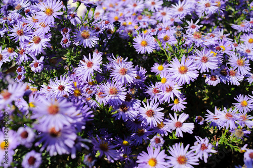 Aster shrub small purple autumn flowers in large numbers, flowering Bush for background
