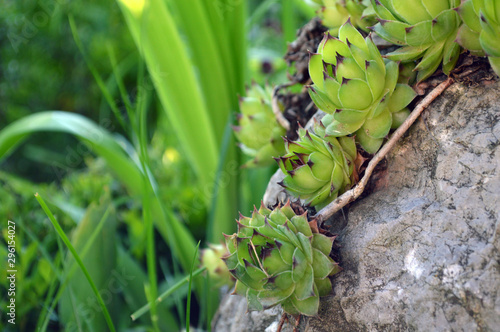 Young plants Semprevivum on the rocks, housleek