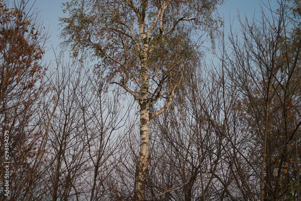 Obraz premium birch in autumn