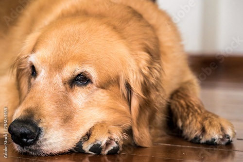 Golden Retriever  cute doggie portrait 