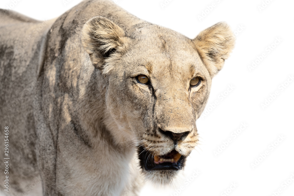 Naklejka premium Close-up of lioness isolated in artistic conversion looks very aggressive