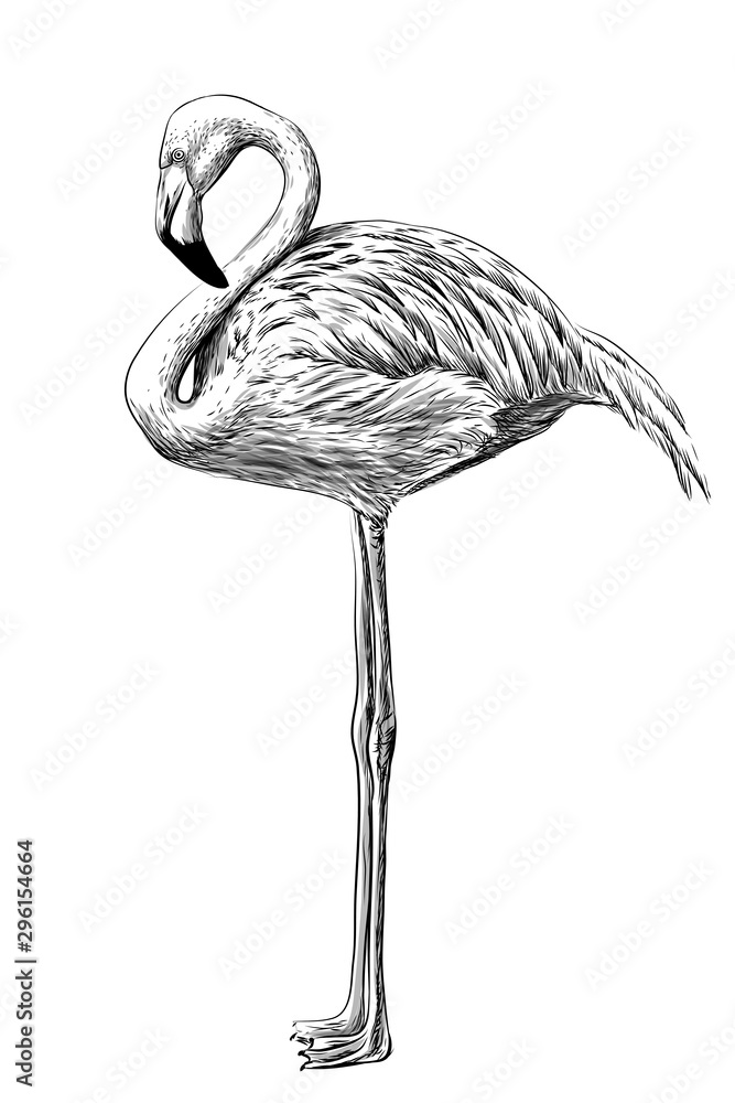 How to draw flamingo bird step by step II How to Draw a Flamingo II By Art  JanaG  YouTube