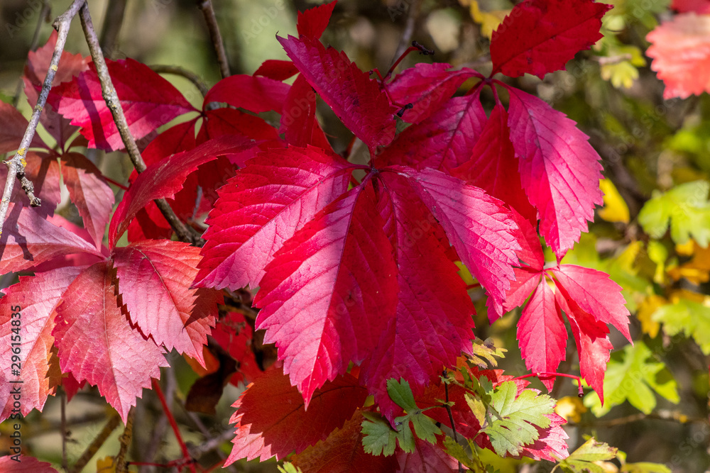 Background of red autumn leaves on a sunny day in October Background of red autumn leaves on a sunny day in October