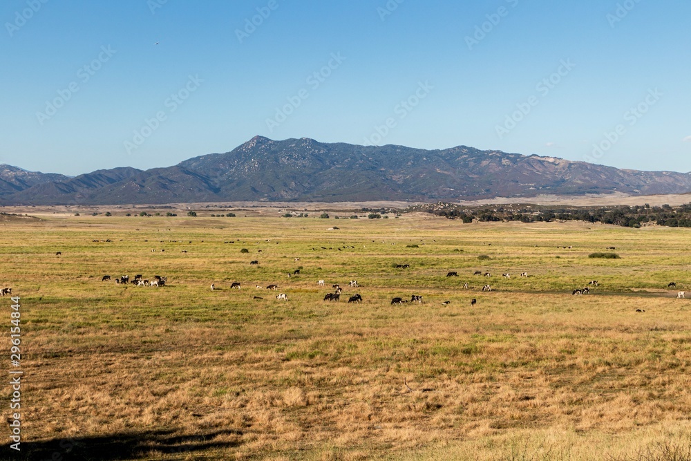 Cows grazing in a valley in San Diego County California 