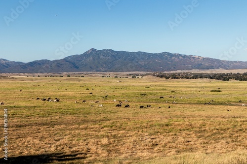 Cows grazing in a valley in San Diego County California  © K KStock