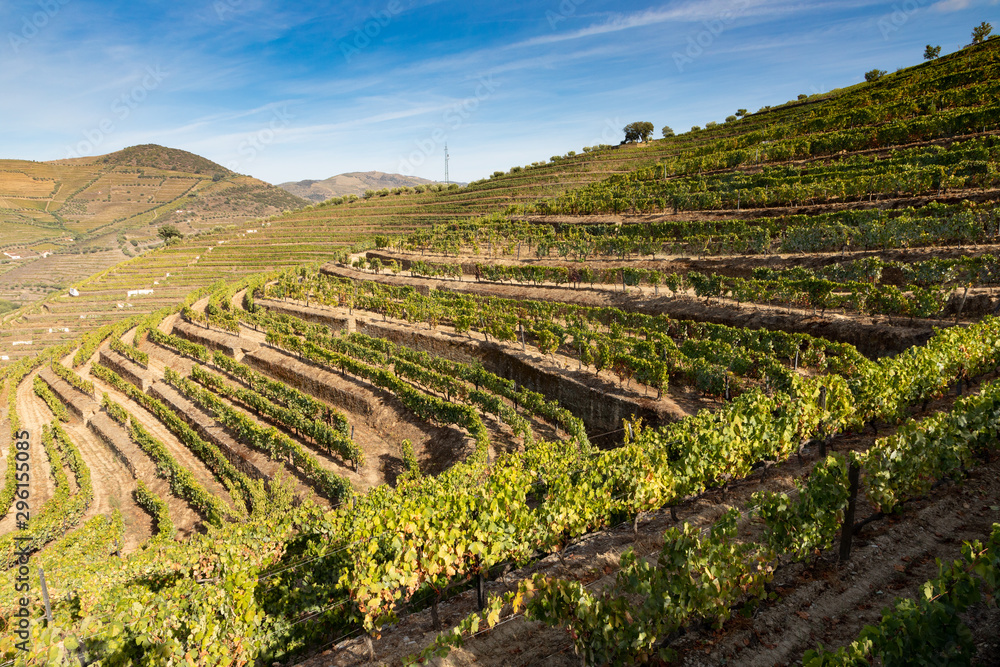 Vineyard landscape with grape vines growing on terraces with blue sky background