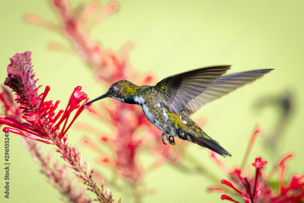 Fototapeta premium A juvenile Black-throated Mango feeds on the red flowers of the 