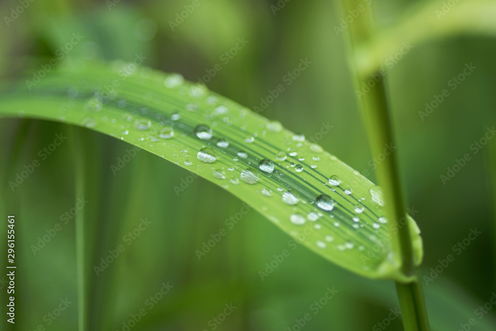 Drops on leaf Drops on leaf