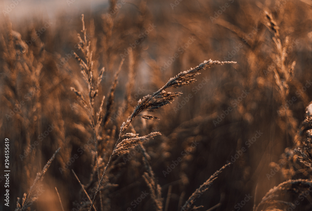 Natural beautiful background. Dry Golden grass covered with frost in the sun at sunset in autumn. Close up. Sunset on the background of the autumn field. Natural beautiful background. Dry Golden grass covered with frost in the sun at sunset in autumn. Close up. Sunset on the background of the autumn field.