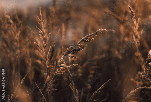 Natural beautiful background. Dry Golden grass covered with frost in the sun at sunset in autumn. Close up. Sunset on the background of the autumn field.