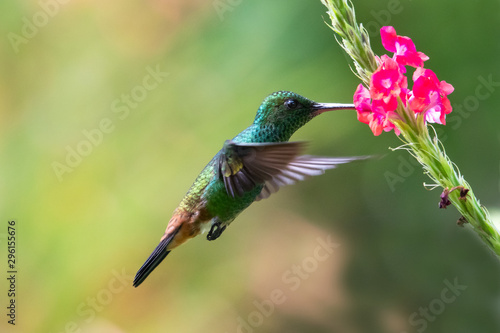 A Copper-rumped hummingbird feeds on a pink Vervain flower in a tropical garden.