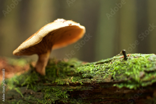 Mushroom on the forest floor in autumn, surrounded by green moss