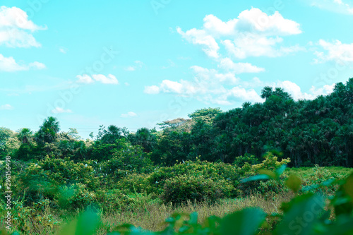 Morichal garcero Yopal Casanare Llanos