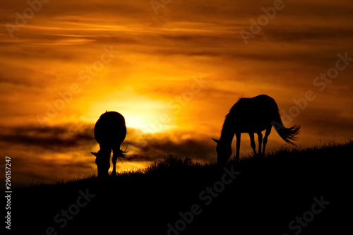 Russia. mountain Altai. Grazing horses in the harsh light of the evening sun.