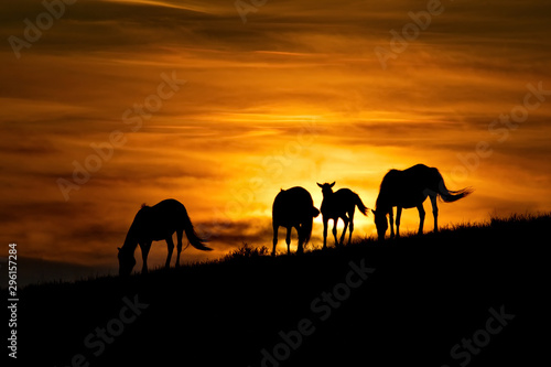 Russia. mountain Altai. Grazing horses in the harsh light of the evening sun.