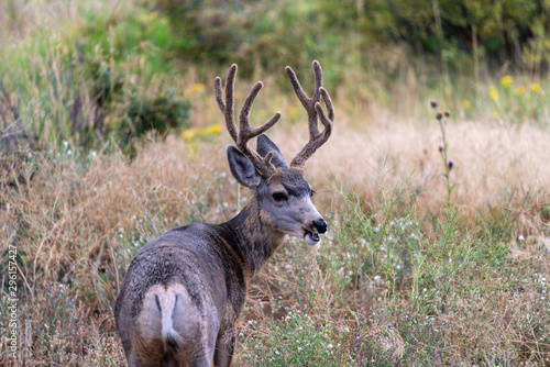 A mule deer buck looking over his shoulder, looks like he's talking. Funny animal image with room for copy