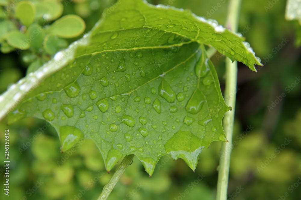 green leaf with water drops close up green leaf with water drops close up