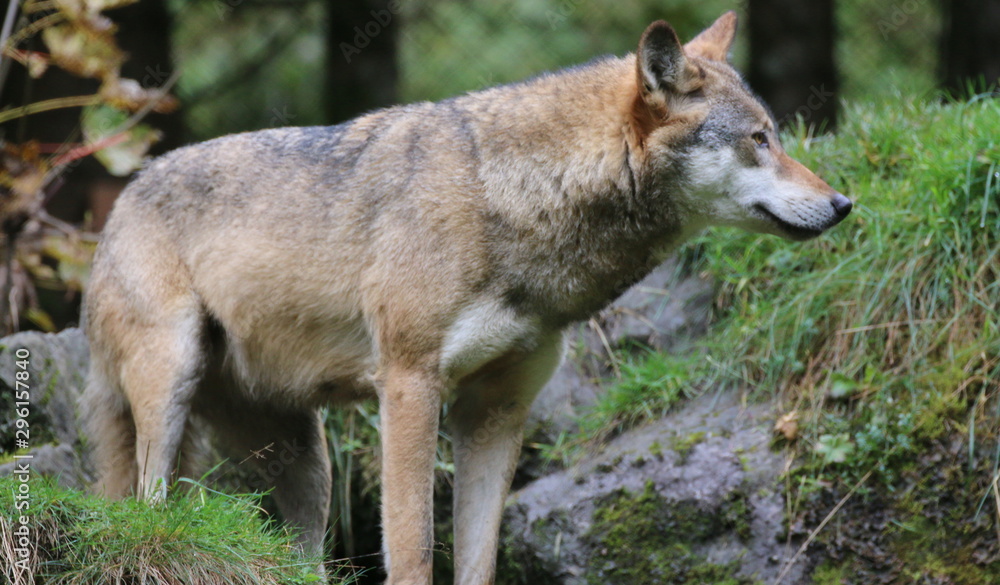 Obraz premium Wolf hält Ausschau.