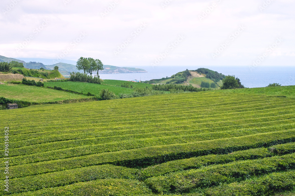 Trimmed bushes of Chinese camellia on a tea plantation on the island of San Miguel, Portugal. Tea grows in the Azores. Trimmed bushes of Chinese camellia on a tea plantation on the island of San Miguel, Portugal. Tea grows in the Azores.