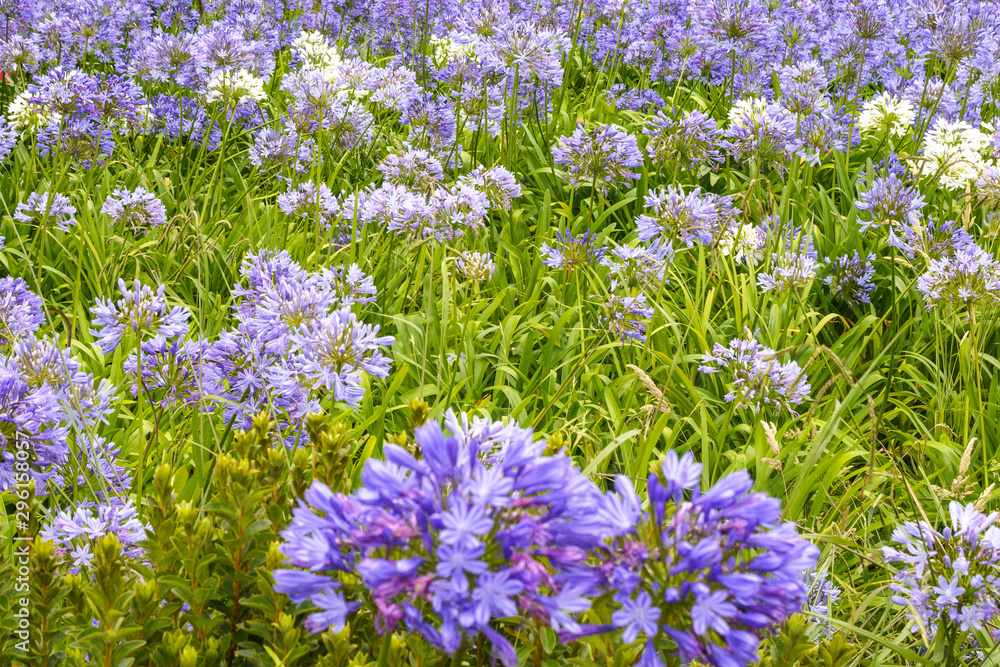 Fototapeta premium Blue agapanthus flowers on a blurry green background. Flower of Love. Agapanthus is used for indoor cultivation, landscape design and flower arranging.