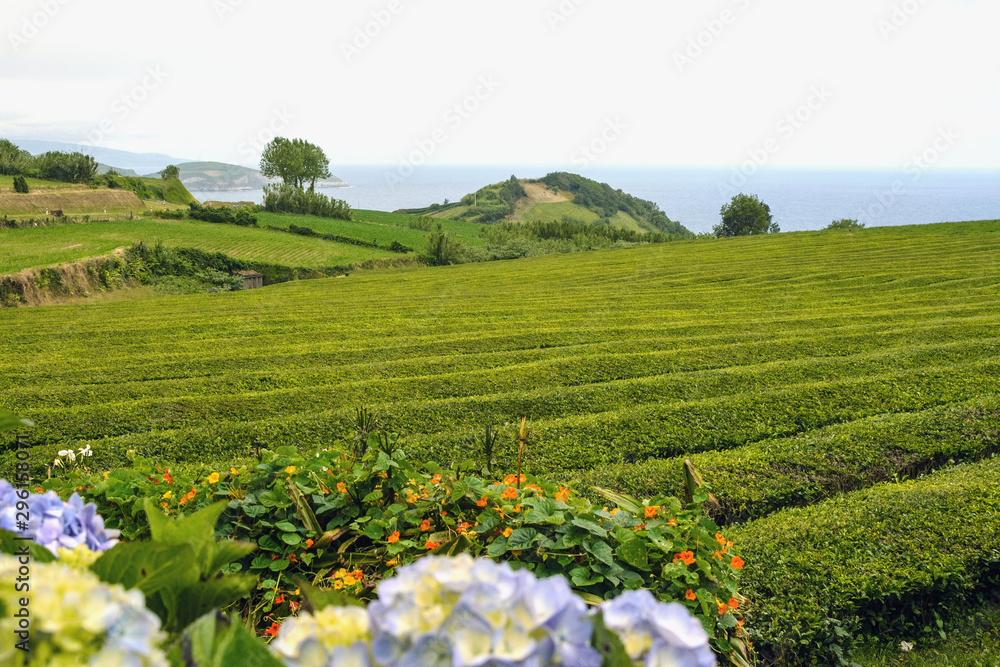 Fototapeta premium Trimmed bushes of Chinese camellia on a tea plantation on the island of San Miguel, Portugal. Tea grows in the Azores.