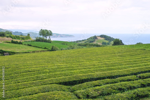 Trimmed bushes of Chinese camellia on a tea plantation on the island of San Miguel, Portugal. Tea grows in the Azores.