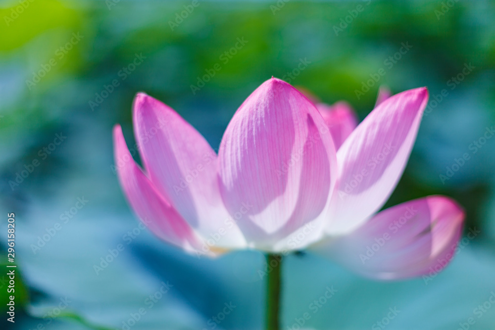 A beautiful pink waterlily or lotus flower in pond A beautiful pink waterlily or lotus flower in pond