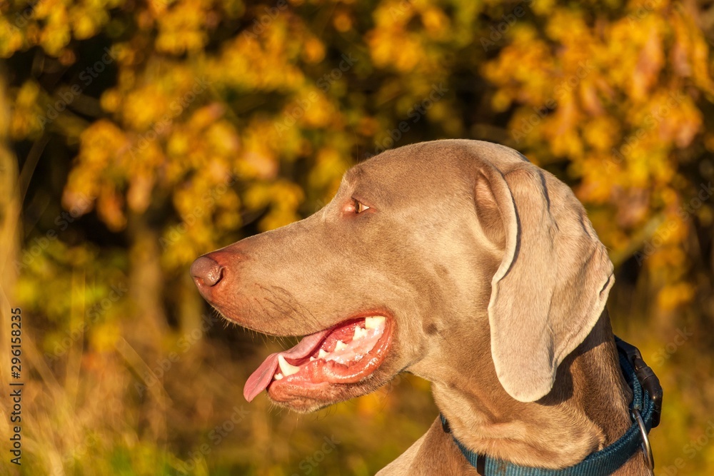 Weimaraner hunting. Autumn evening with dog. Close-up Of Hunting Dog.