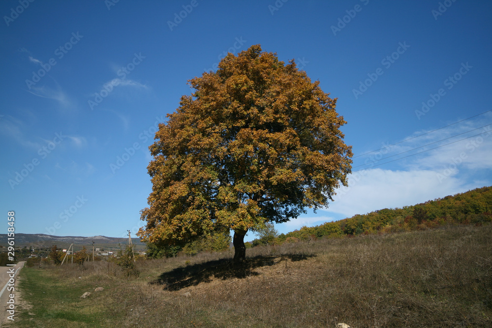 Autumn tree with yellow leaves against the blue sky, Crimea, Russia. Autumn tree with yellow leaves against the blue sky, Crimea, Russia.