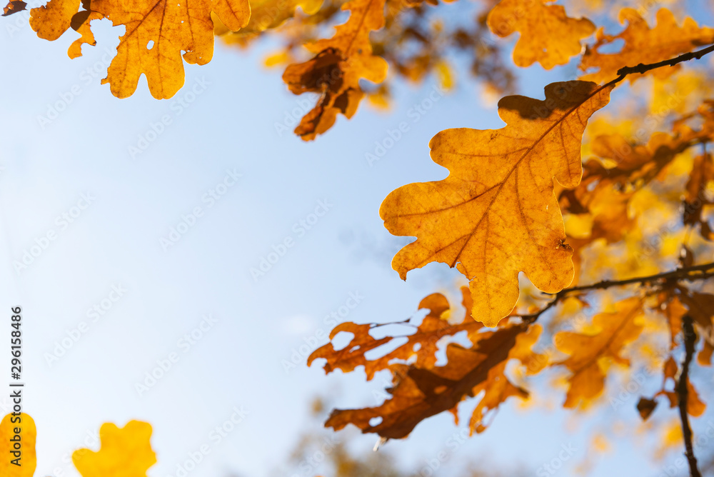 Obraz premium fallen oak leaves against the blue sky in the sunlight