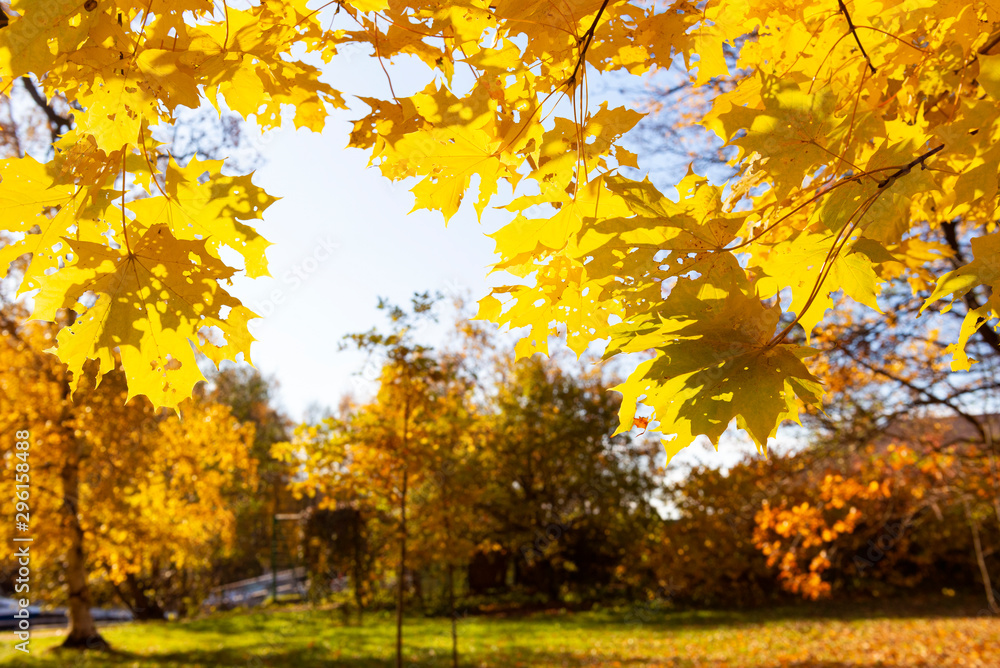 yellow fallen maple leaves on the background of trees and blue sky