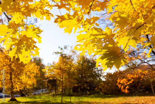 yellow fallen maple leaves on the background of trees and blue sky