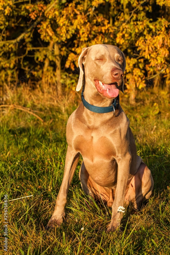Weimaraner hunting. Autumn evening with dog. Close-up Of Hunting Dog.
