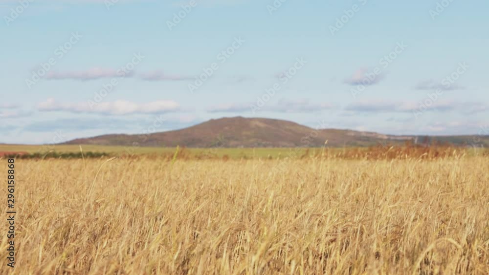 Wheat stalks swing from the wind against a background of a high hill and a blue sky with clouds. Wheat stalks swing from the wind against a background of a high hill and a blue sky with clouds.