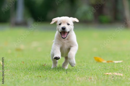 Happy puppy dog running on playground green yard