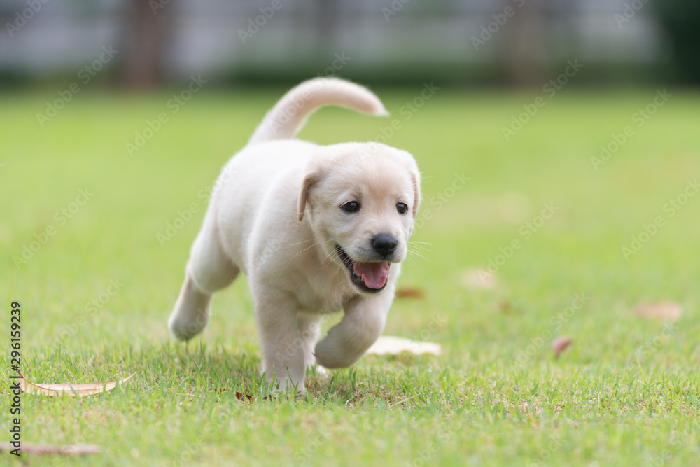 Happy puppy dog running on playground green yard Happy puppy dog running on playground green yard