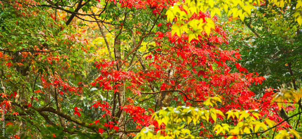Colorful maple leaves in early autumn.