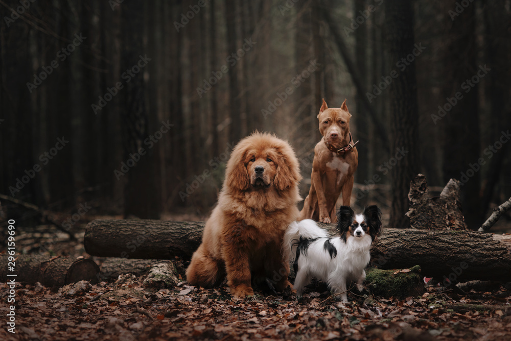 Ταπετσαρία Three dogs sitting in the autumn forest