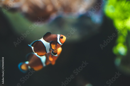 Nemo fish or clown fish swimming around aquarium tank. Fish with red and white strip