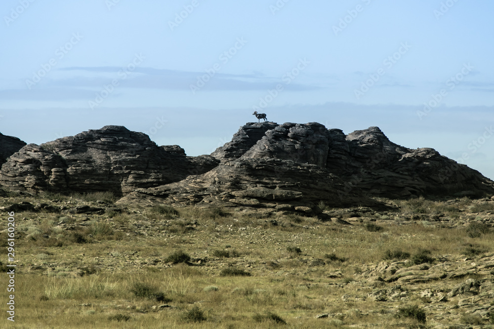 Argali Sheep; ikh nart nature reserve